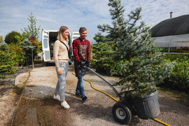 How Our Tree Care Process Works  in  Kingstowne, VA